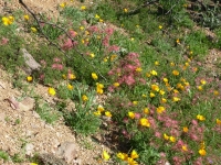 Poppies and Bottlebrush